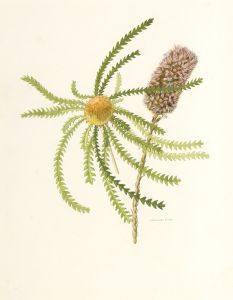 (Banksia formosa and Andersonia caerulea) late 1940s