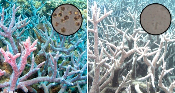 Coral bleaching microscopic analysis