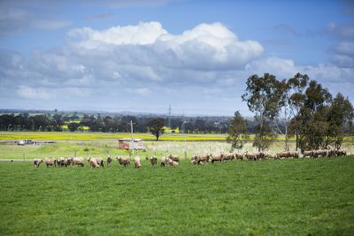 Sheep at Dookie