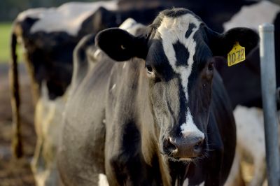 Cow at Dookie