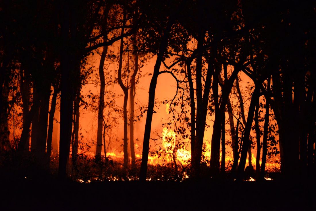 Bushfire 