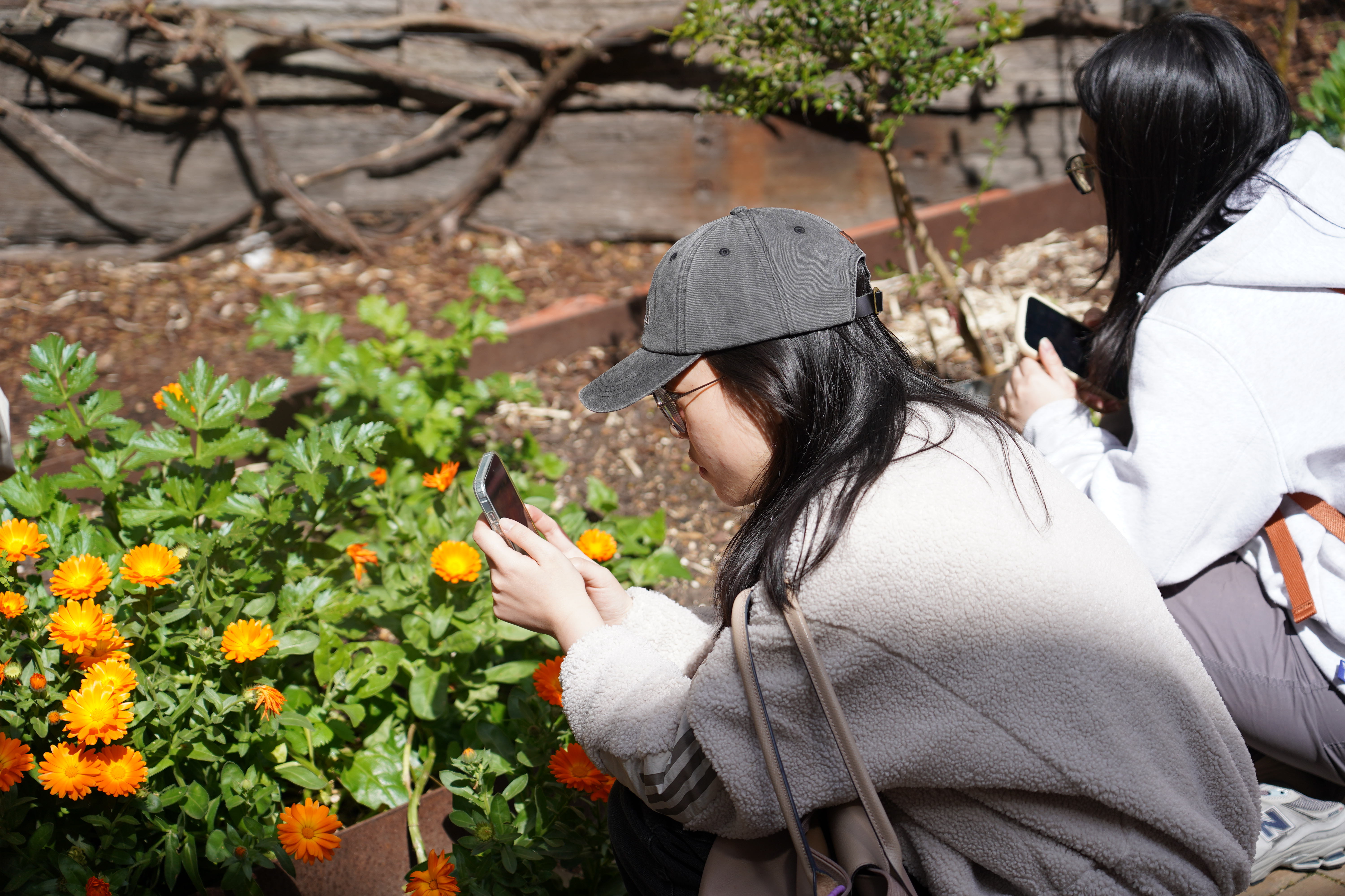Two students beside a garden bed, using mobile phones to photograph orange flowers and plants