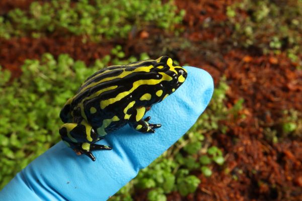 Close‑up of a small black frog with bright yellow stripes sitting on a blue gloved hand, with leafy forest ground in the background.