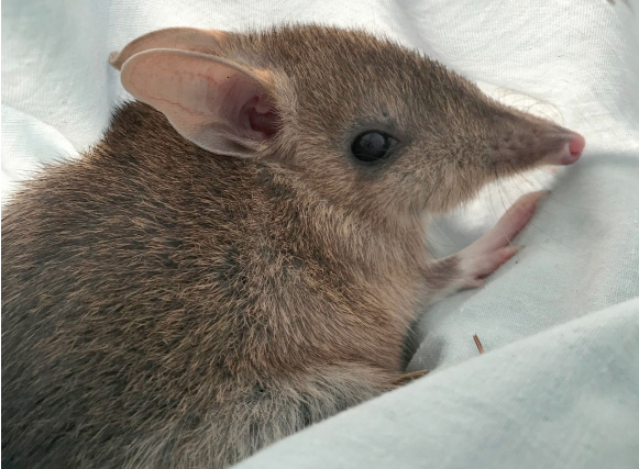 Image of a young Eastern Barred Bandicoot.