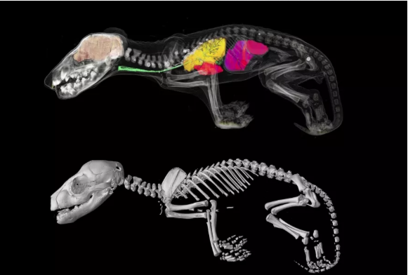 Graphic illustration the skeletal system of Tasmanian tigers.
