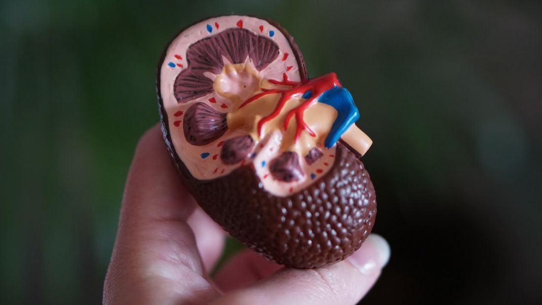 Image of a hand holding a model of a kidney.
