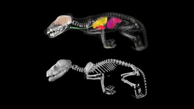 A graphical representation of the internal structure of Tasmanian tiger joeys