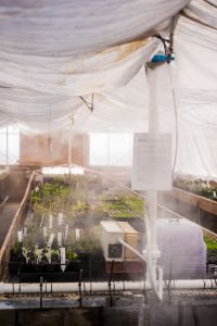 Inside a greenhouse full of saplings being misted.