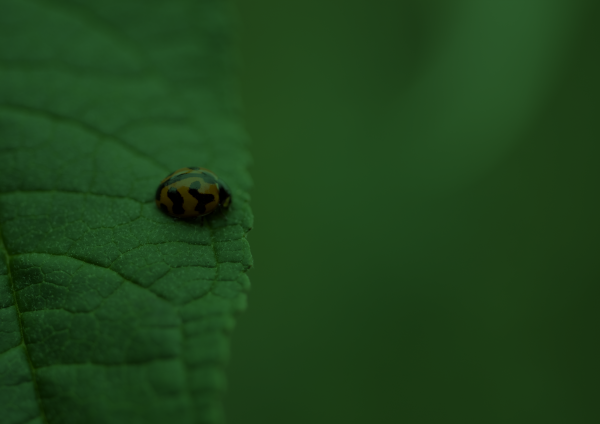A tinted image of a ladybug on a leaf
