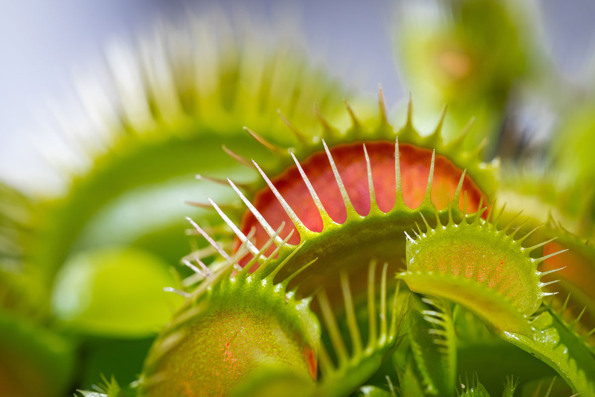 A close up photo of Venus fly traps