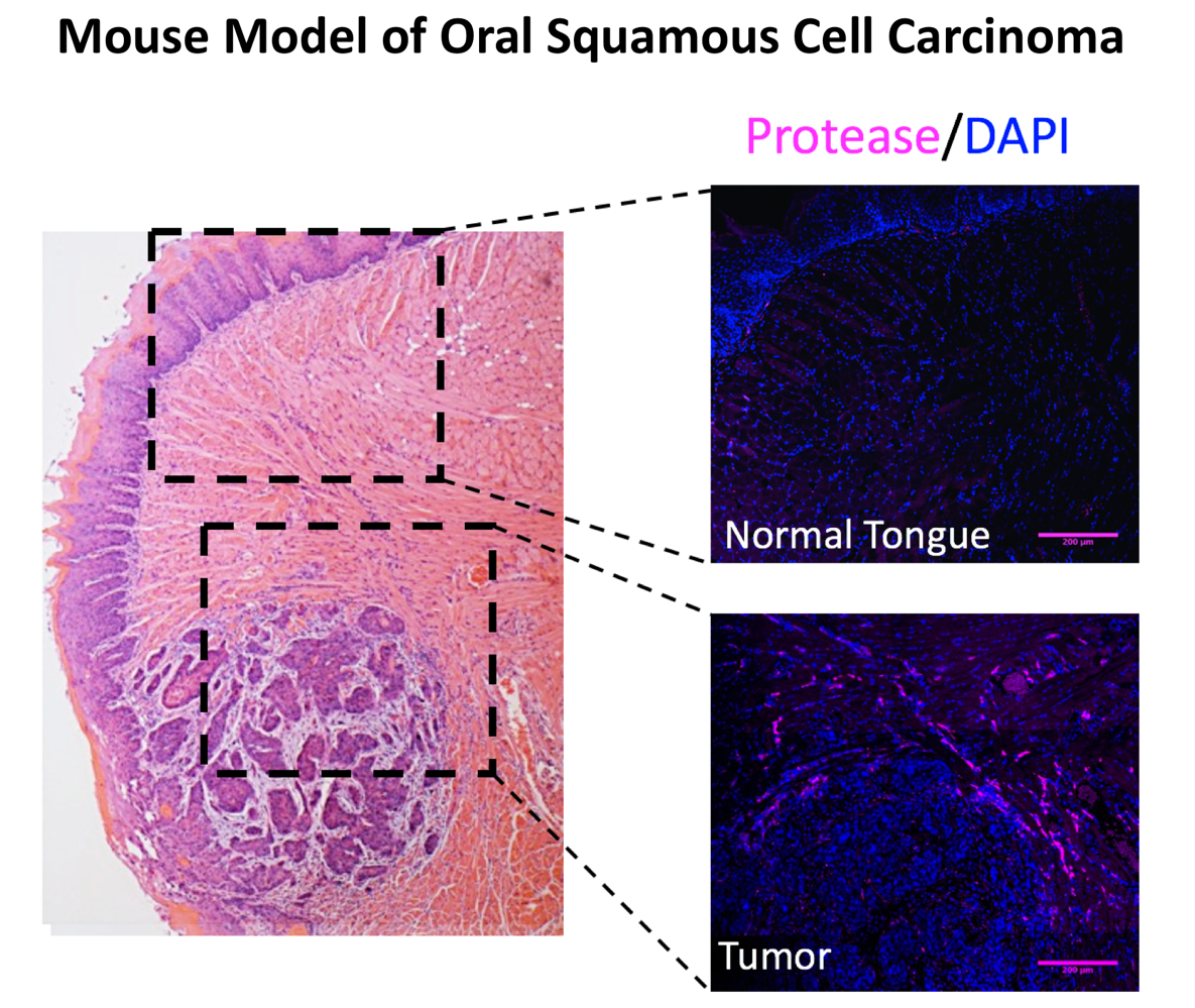 Mouse model of oral squamous cell carcinoma