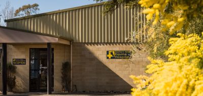 Picture: Goulburn Valley Equine Hospital