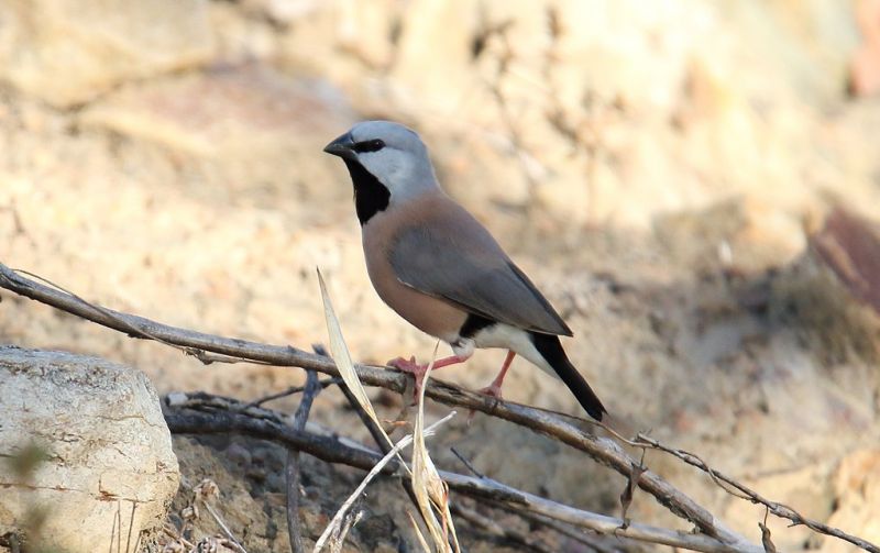Close up image of a Black Throated Finch.