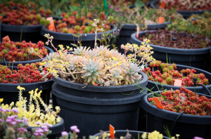 Seedlings at the University of Melbourne Burnley campus