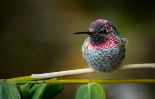 Devi Annas hummingbird