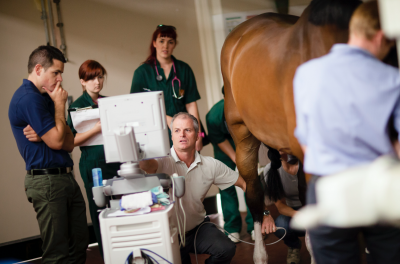 Professor Chris Whitton demonstrates an ultrasound on a horse in a room of people