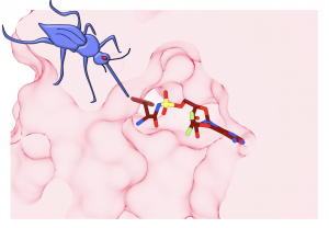 Diagrammatic representation of the target of the antimalarial compound, ML901 (coloured structure), showing highly specific and potent inhibition of the malaria parasite. ML901 finds a particular chink in an enzyme called tyrosine tRNA synthetase (depicted in pink), part of the machinery that the malaria parasite uses to generate the proteins needed to reproduce itself. The parasite rapidly grinds to a halt and can’t cause disease or be transmitted to other people via mosquitoes (purple).