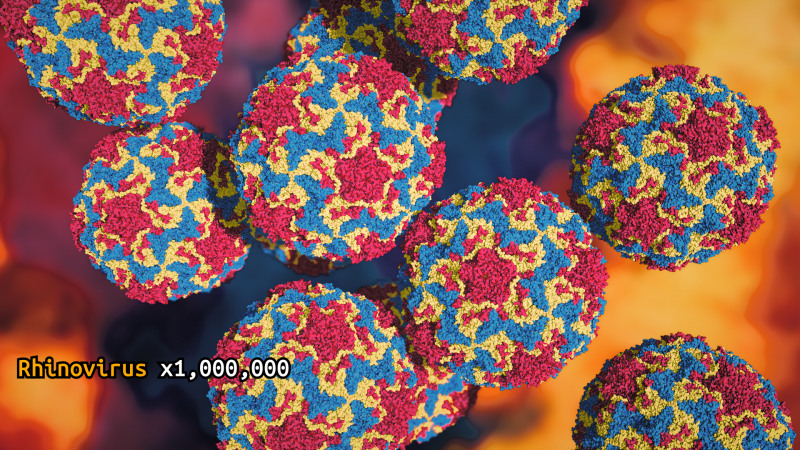 A molecular visualisation of rhinovirus magnified one million times.
