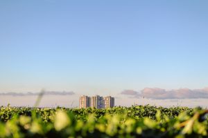 A low-angle view of a grassy field with three distant high-rise buildings against a clear blue sky
