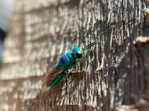 A vibrant blue and green insect with wide eyes on a tree