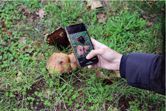 A person taking a photo of a mushroom on the ground using their phone.