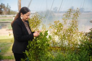 Associate Professor Dorin Gupta inspecting Indigenous plants in demonstration farm plots at the University of Melbourne’s Dookie campus.