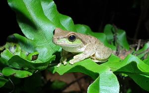 Spotted Tree Frog