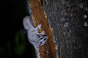 Krefft’s glider spotted during a wildlife survey in Victoria’s Eucalyptus Forest. Image credit: Dr Benjamin Wagner, University of Melbourne.