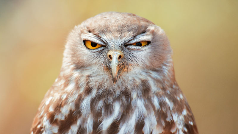 Photo of a boobook owl