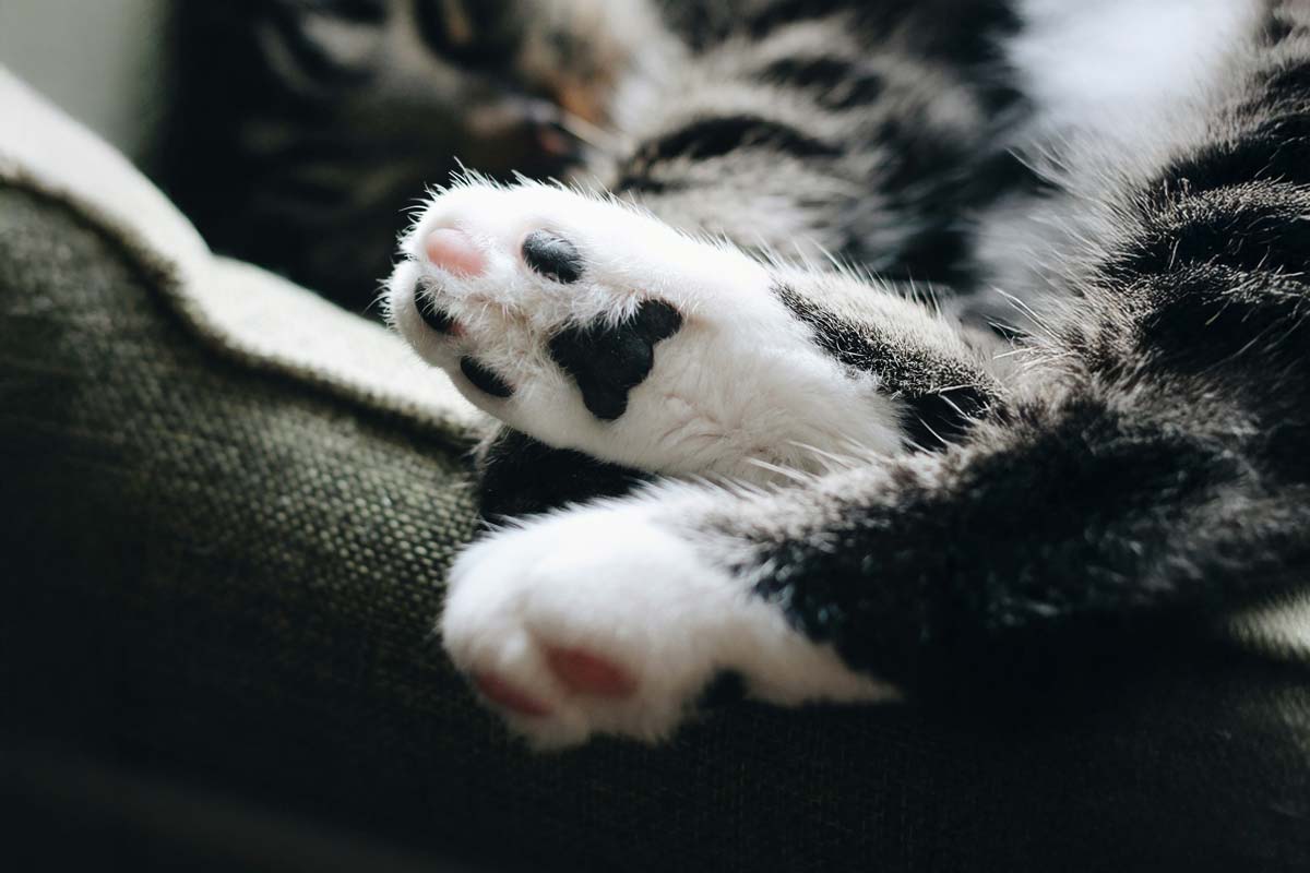 A close up photo of a cat's paw