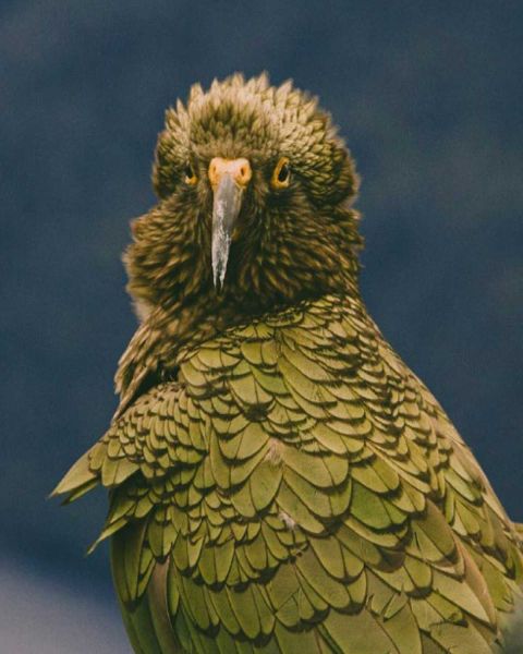 Critically endangered parrot, Kakapo