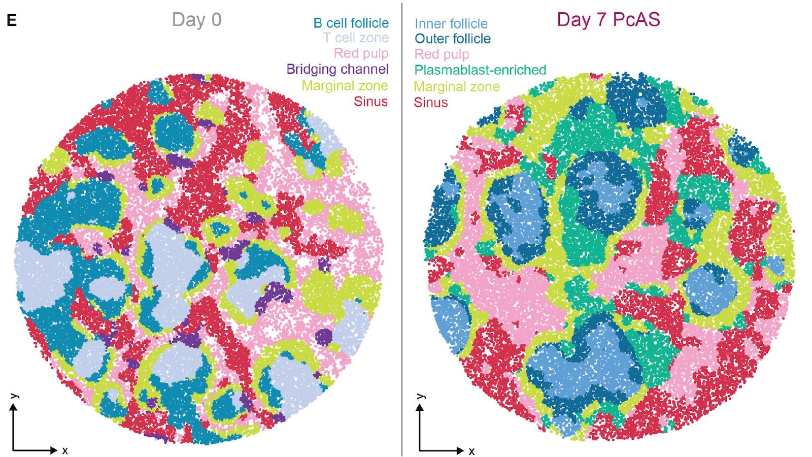 two side by side colourful circular scientific images of gene cluster growth from day 0 to day 7