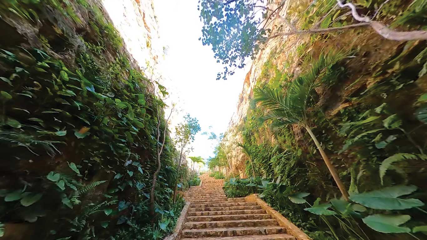 Looking up a staircase in a rainforest.