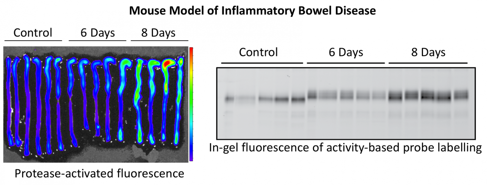 Mouse model of inflammatory bowel disease