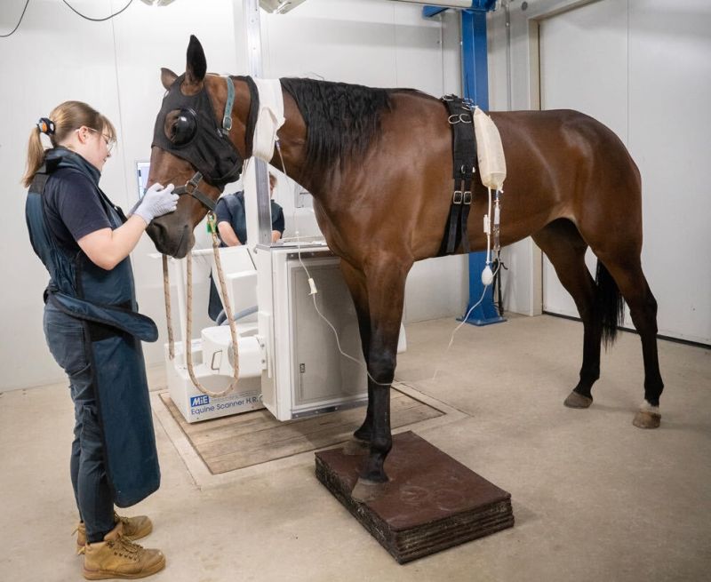 Image for Goulburn Valley Equine Hospital announces new ownership