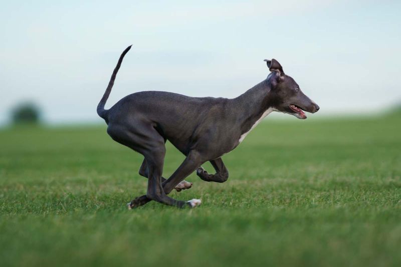 Photo of a greyhound running at full speed in a green field