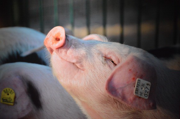 Animal welfare - pig in a pen