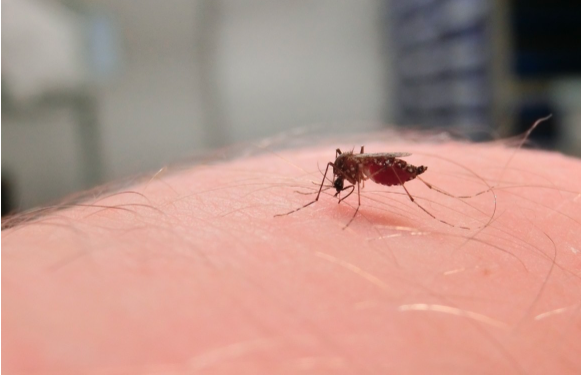Aedes aegypti mosquito during a blood feed.