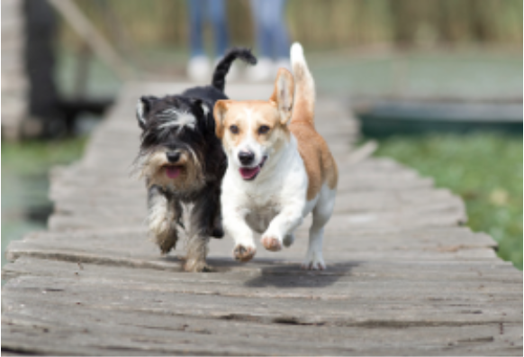 Image of two dogs running.