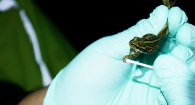 Frog being swabbed