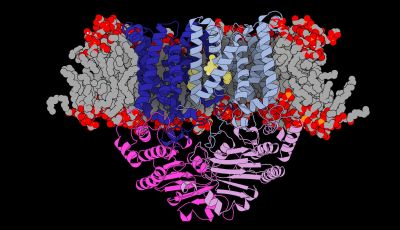 Illustrated image of pneumococcus gateway