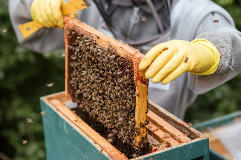 A beekeeper pulling out part of the hive. The beehive frame is full of bees.