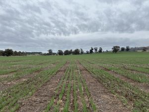 A new $17M research project will examine the potential of enhanced efficiency fertilisers to improve nitrogen use efficiency. Photo: Arjun Pandey/University of Melbourne.
