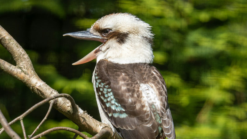 Photo of a laughing kookaburra