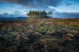 Forestry activities in Tasmania, Australia. Image: Matt Palmer, Unsplash