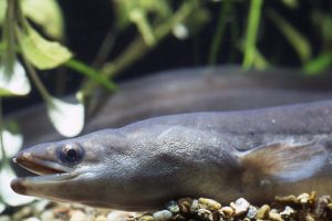 Image for Rethinking the planet with eels as guides