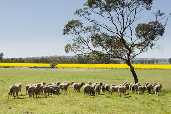 Dookie sheep