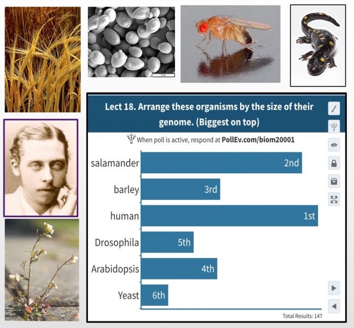 Example poll