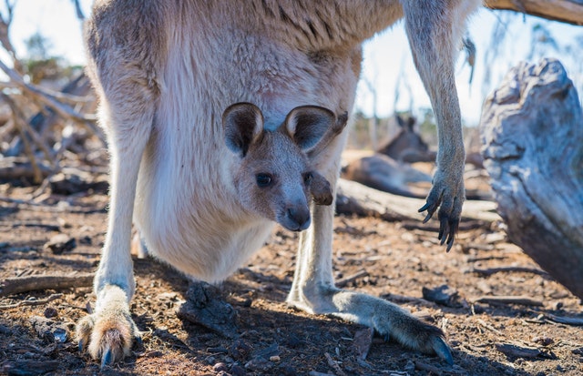 Herbicide kangaroo study