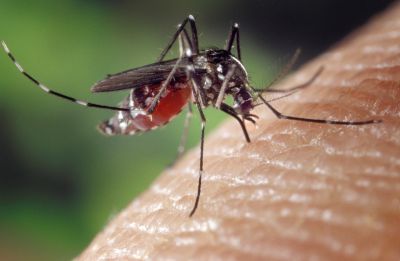 Close up image of a mosquito.